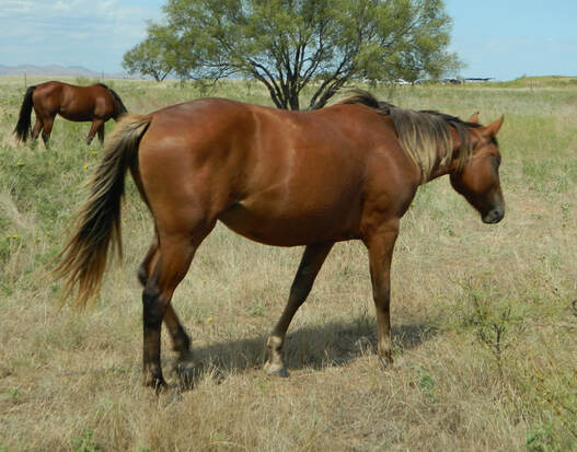 For Sale - REDBUD QUARTER HORSE FARM